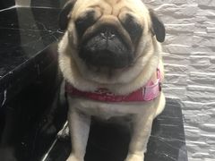 -MOLLY'S萌宠生活馆