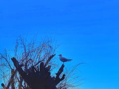 -捞渔河湿地公园