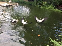 -新加坡飞禽公园