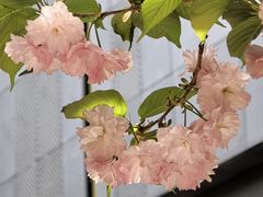 -罔极寺