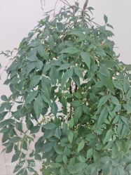 -HEYAN荷妍专业脱毛连锁机构
