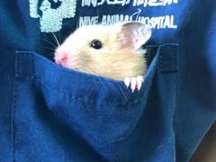 -爱诺耐芙动物医院(万博店)