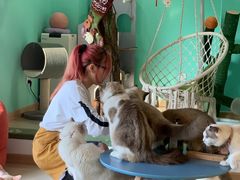 -猫在这儿猫咪咖啡馆·撸猫馆