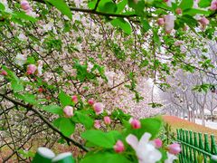 -洛阳市隋唐城遗址植物园