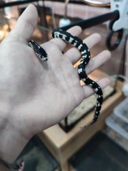 -Moni星球萌宠·小马宝莉·灵蛇·高端高阶全萌宠互动体验俱乐部(红豆国际广场店)