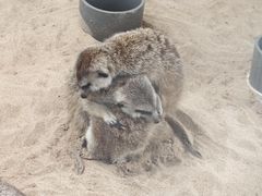 -西霞口神雕山野生动物世界