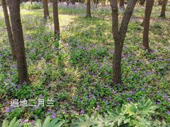 -上海滨江森林公园