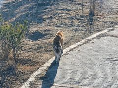 -青藏高原野生动物园