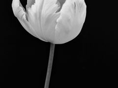 -北京国际鲜花港