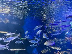 -华夏文旅海洋公园