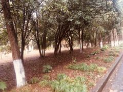 -灵谷景区