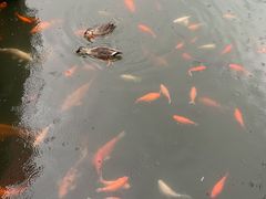 -西湖外事游船(花港观鱼码头)