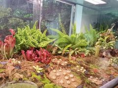 -中国科学院西双版纳热带植物园