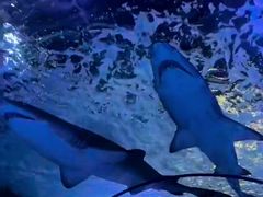 -悉尼海洋生物水族馆
