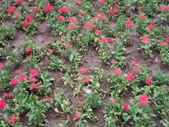 -长春公园(普阳街道)