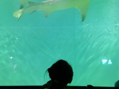 -北戴河圣蓝海洋公园