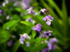 -莱阳濯村樱花园