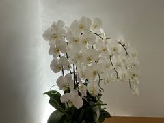 -光作面包Voila Lumiere(中山店)