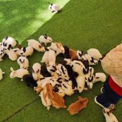 -萌宠亲子动物乐园(槐房万达店)