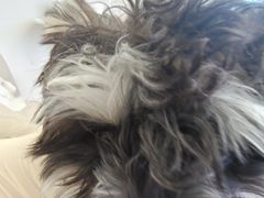 -怪兽屋·羊驼·猫咖·狗咖(俊华广场店)