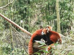 -都江堰中华大熊猫苑