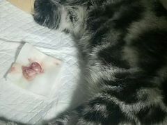-圣宠动物医院·犬猫专科·影像中心·外科中心