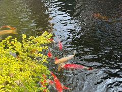 -鲤院·新中式美学·庭院餐厅(夫子庙店)