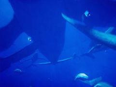 -烟台海昌鲸鲨海洋公园