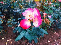 -人民公园(罗湖区)