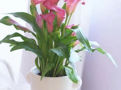 -溪岸路花鸟市场