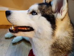 小甜甜-Husky Go! 哈士奇体验馆·宠物咖啡厅狗咖