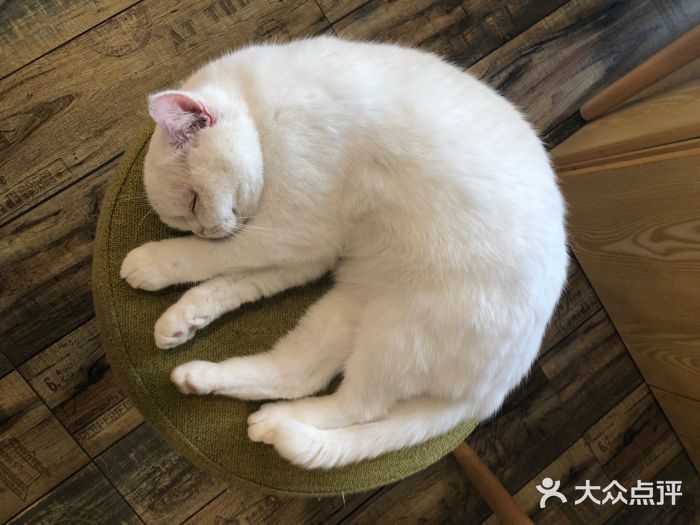 喵匠猫主题咖啡(凯德和平广场店)图片