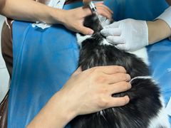 -达爱动物医院·犬猫分区·CT·复杂眼科(远洋山水分院)