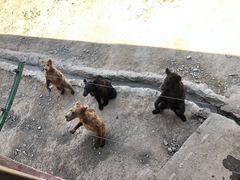 -新疆天山野生动物园