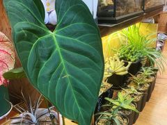 -Rabbit Cafe私房西餐甜点咖啡(栖霞路店)