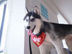 -Husky Go! 哈士奇体验馆·宠物咖啡厅狗咖