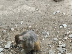 -大青山野生动物园