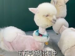 -青岛鑫江温德姆酒店