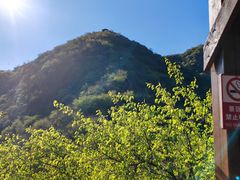 -大岭沟猕猴桃谷风景区