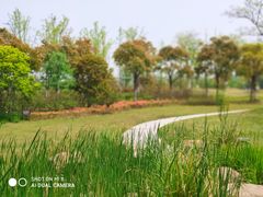 -上海长兴岛郊野公园