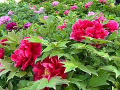 -莲花池公园