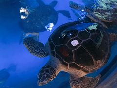 -烟台海昌鲸鲨海洋公园