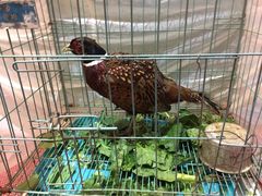 -老把头野鱼馆
