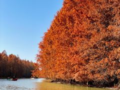 -上海海湾国家森林公园