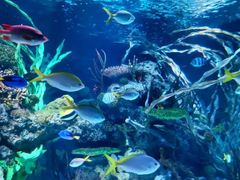 -上海海洋水族馆