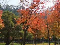 -顺峰山公园
