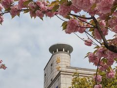 -嘉定紫藤园