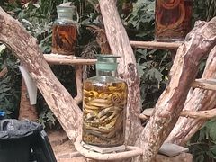 -呀路古热带植物园