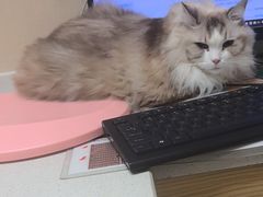 -安安宠医宠物医院·异宠·犬猫内科(岳阳分院)