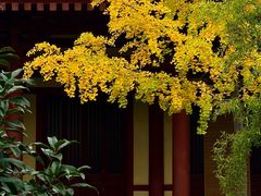 -西安大兴善寺